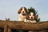 PTIT BASSET GRIFFON V.  060